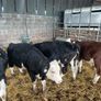Weanlings Hereford Calves Image 7