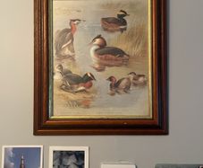 Duck print