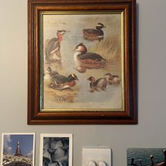 Duck print