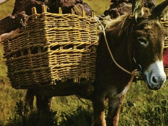 Willow Rods for weaving furniture, borders, baskets, fences, tunnels