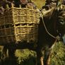 Willow Rods for weaving furniture, borders, baskets, fences, tunnels Image 6