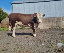 Pedigree Hereford and Angus Bulls