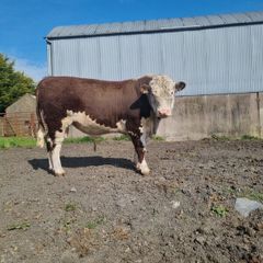 Pedigree Hereford and Angus Bulls