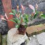 Red Robin Hedging Image 8