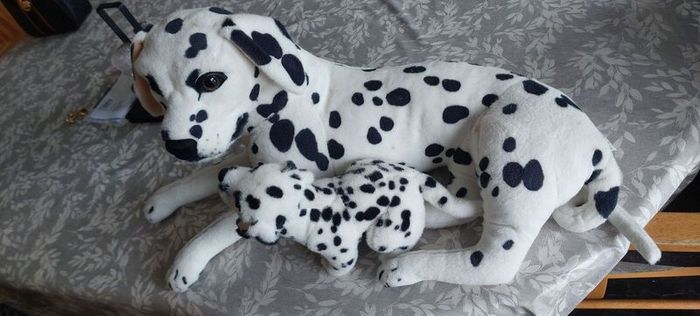 dogs teddy