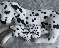 dogs teddy