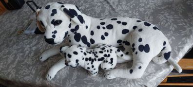 dogs teddy