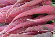 Radish 'Candela di Fuoco' - Irish Seeds