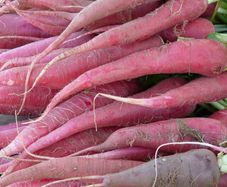 Radish 'Candela di Fuoco' - Irish Seeds