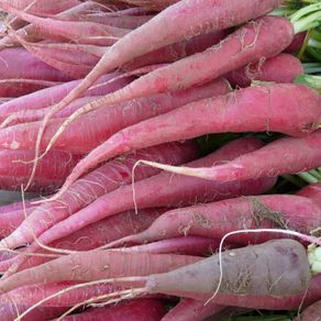 Radish 'Candela di Fuoco' - Irish Seeds