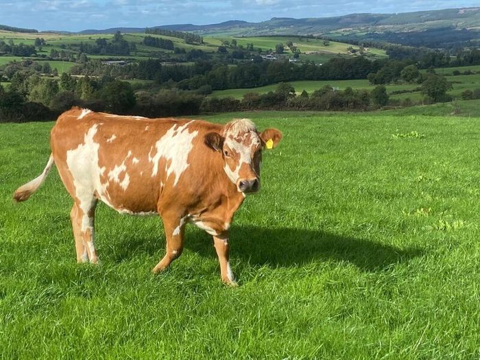 17 Fleck cross in Calf Heifers for Sale