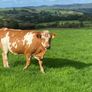 17 Fleck cross in Calf Heifers for Sale Image 6