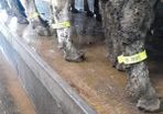 Cow identification legstraps