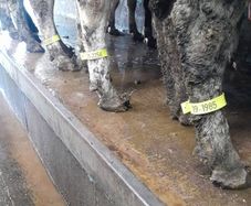 Cow identification legstraps