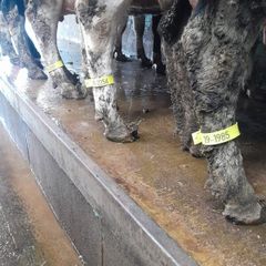 Cow identification legstraps