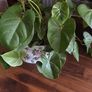 Antique Victorian Large Ironstone Ware Oblong Planter Image 8