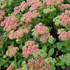 Sedum Plants,  Bee Friendly