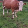 PBR Simmental heifer Image 7
