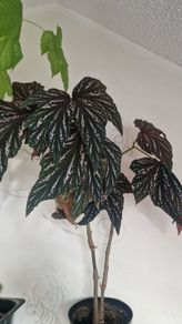 begonia