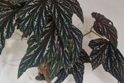 begonia