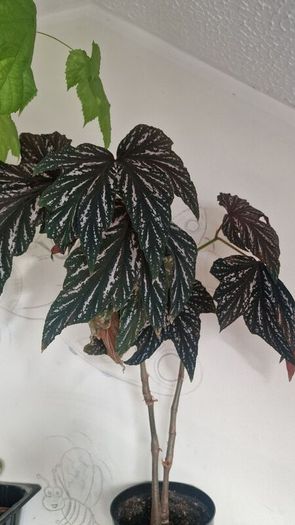 begonia