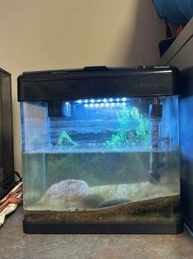 Betta 15L fish tank
