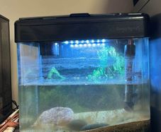 Betta 15L fish tank