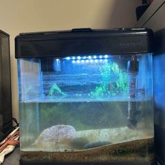 Betta 15L fish tank