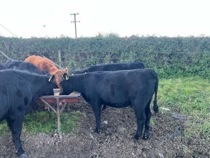 AAX heifers