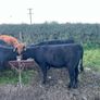 AAX heifers Image 9