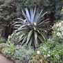 Cordyline indivisa plants  (palm tree) Image 2