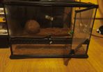 Leopard Gecko Starter Kit