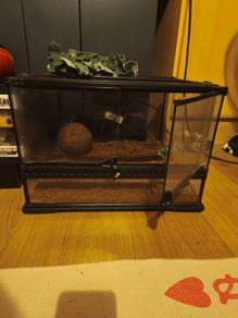 Leopard Gecko Starter Kit