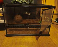 Leopard Gecko Starter Kit