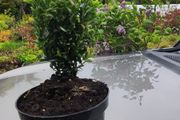 Blight resistant Box Hedging just 5 euro
