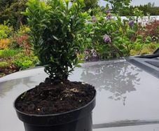 Blight resistant Box Hedging just 5 euro
