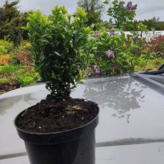 Blight resistant Box Hedging just 5 euro