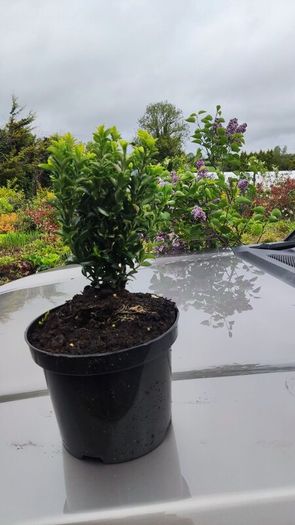 Blight resistant Box Hedging just 5 euro