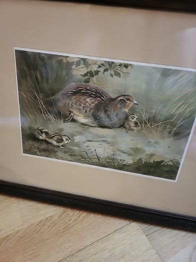 Antique picture partridge