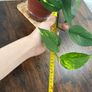 Golden pathos house plant Image 4