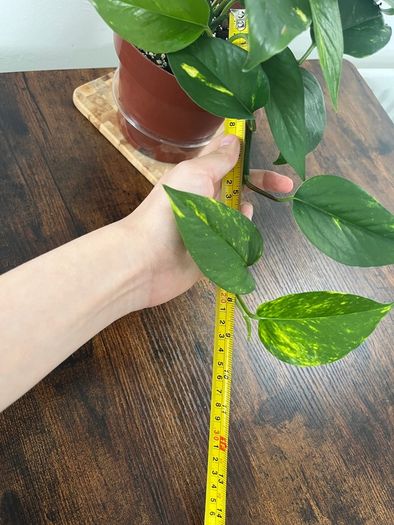 Golden pathos house plant