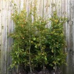 4 X Beech Hedge trees