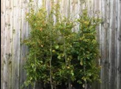 4 X Beech Hedge trees