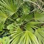 Chamaerops humilis dwarf fan palm Image 2
