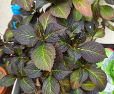 Hydrangea Red flowers