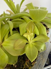 Pinguiculas Carnivorous house plants