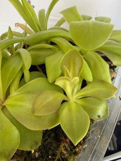 Pinguiculas Carnivorous house plants
