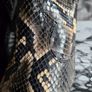 Snake print leather Moda in Pelle New Boots EU41 Image 3