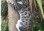 lost. tabby cat