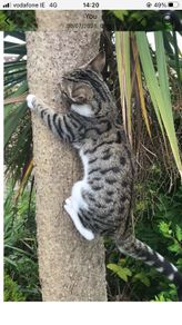 lost. tabby cat